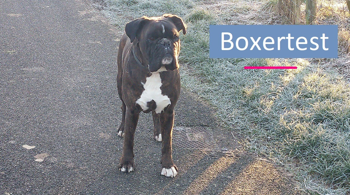 boxertest